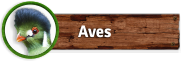 Botón Aves