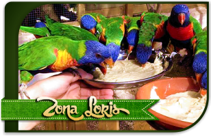 Zona Loris